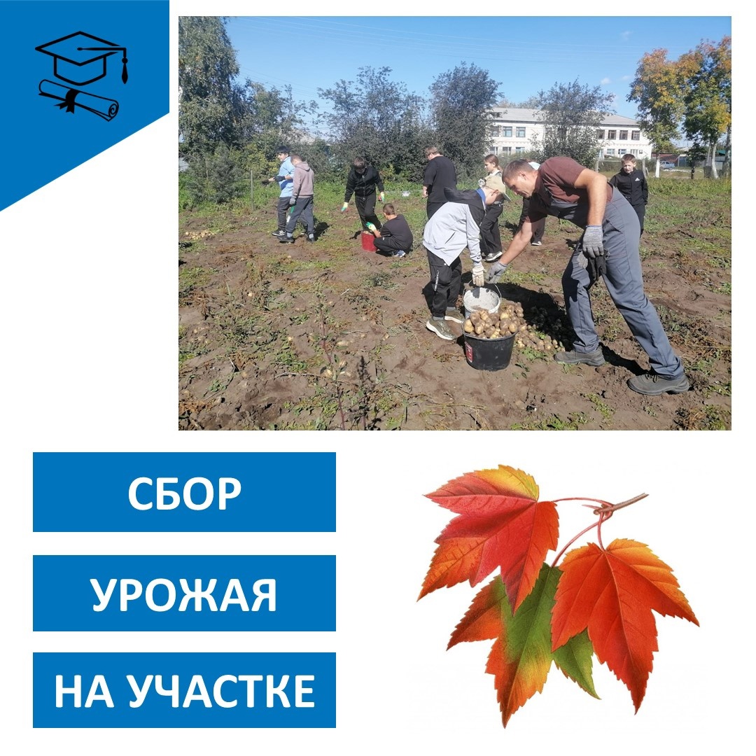 Уборка картофеля в школе..